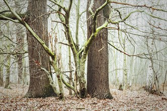 Old English oaks (Quercus robur)