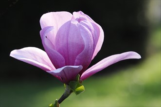 Flower of the tulip magnolia (Magnolia x soulangeana)