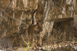 Indian Tiger or Bengal Tiger (Panthera tigris tigris) scent marking rock to establish his territory