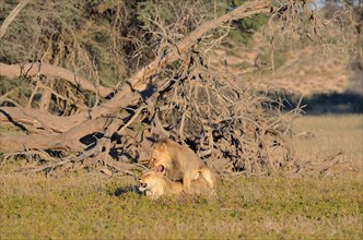 Lion couple (Panthera leo)