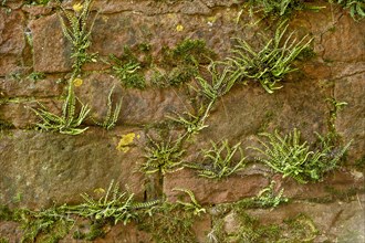 Ferns on a sandstone wall