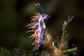 Violette sea slug (Flabellina affinis)