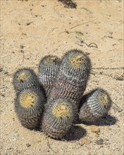 Copiapoa Cactus (Copiapoa columna-albain) growing in a barren landscape