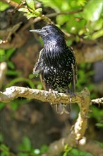 Starling (Sturnus vulgaris)
