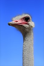 Southern Ostrich (Struthio camelus australis)