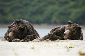 Two Brown Bears (Ursus arctos) dozing next to each other in the sand