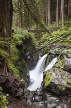 Sol Duc Falls in the Sol Duc River Valley