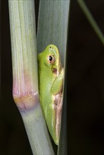 American Green Tree Frog (Hyla cinerea) hiding in the leaf pocket of a swamp grass