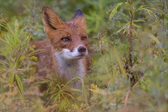 Red fox (Vulpes vulpes) after rain