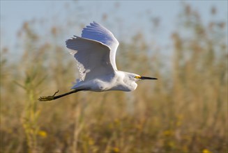 Snowy egret (Egretta thula) flying