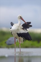 White Stork (Ciconia ciconia) standing in shallow water preening