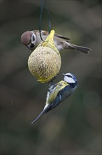 A Eurasian Tree Sparrow (Passer montanus) and a Blue Tit (Parus caerulea) clinging to a fat ball
