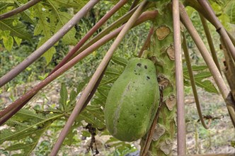 Pawpaw (Carica papaya)