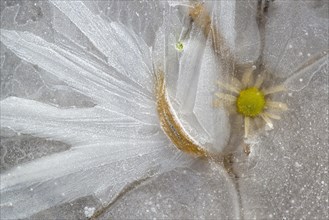 Flower in ice