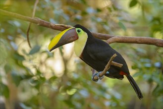Black-mandibled Toucan (Ramphastos ambiguus) perched on a tree branch