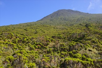 Mount Pico