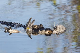American alligator (Alligator mississippiensis) with a grey heron (Ardea cinerea) in its mouth