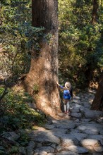 Hiker stands between big old trees