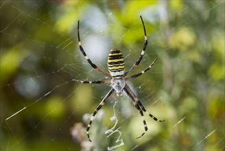 Wasp spider (Argiope bruennichi) in cobweb