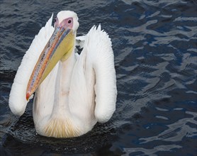 Great White Pelican (Pelecanus onocrotalus) in Walvis Bay
