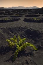 Worldwide unique viniculture