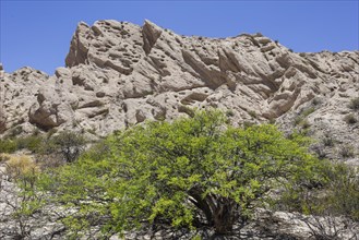 Acacia shrub and geological formations of a dry lake bed in the Monument Natural Angastaco