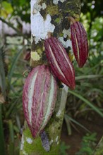 Red fruits on a Cocoa Tree (Theobroma cacao)