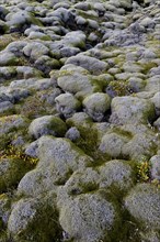 Lava rocks overgrown by Elongate Rock Moss (Racomitrium elongatum)