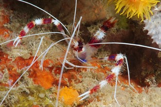 Banded coral shrimp or banded cleaner shrimp (Stenopus hispidus)