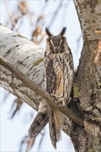 Long-eared Owl (Asio otus) sitting on tree branch