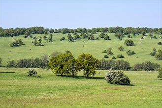 Certoryje National Nature Reserve and Vojsice meadows