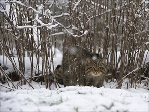 Wildcat (Felis silvestris)