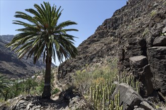 Canary Island Date Palm (Phoenix canariensis) and Candelabra euphorbias in the Barranco de Arure