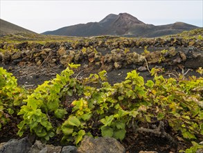 Vines growing in black lava at the Teneguia volcano