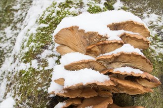 Oyster Mushrooms (Pleurotus ostreatus) in winter