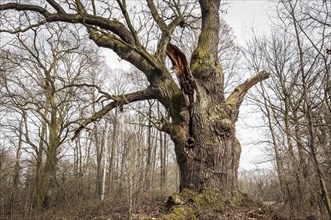 Old English oak (Quercus robur)