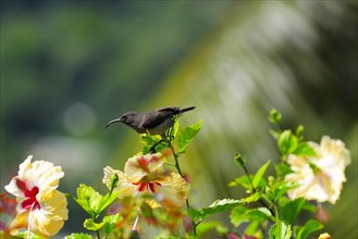 Seychelles Sunbird (Nectarinia dussumieri)