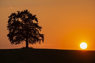 Oak at sunset