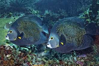 Two French Angelfishes (Pomacanthus paru) above coral reef
