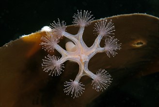 Stalked Jellyfish (Lucernaria quadricornis)