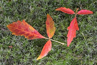 Autumn leaves of Paperbark Maple (Acer griseum)