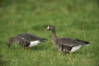 Greater white-fronted geese (Anser albifrons)
