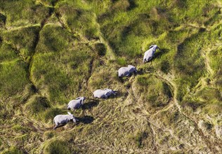 African Elephants (Loxodonta africana)