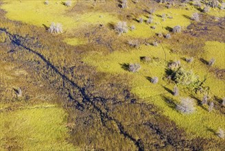 Dead Mopane Trees (Colophospermum mopane) in a freshwater marsh