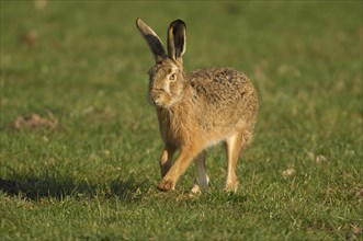 Hare (Lepus europaeus) running in a meadow
