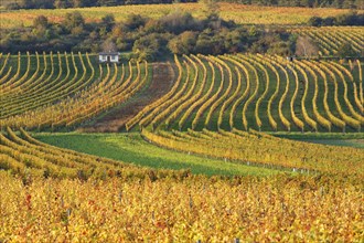 Autumnal vineyards