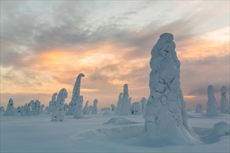 Snow-covered spruce trees