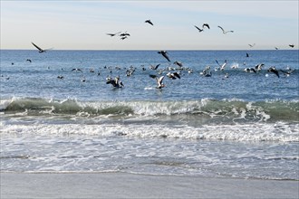 Brown Pelicans (Pelecanus occidentalis) above a shoal of fish