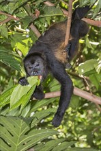Mantled Howler Monkey (Alouatta palliata) feeding on tree leaves in rainforest canopy