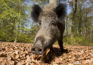 Wild boar (Sus scrofa)